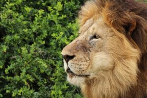 5 Important Tips for Grooming Your Pet Lion 1