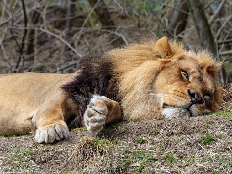 5 Important Tips for Grooming Your Pet Lion 2