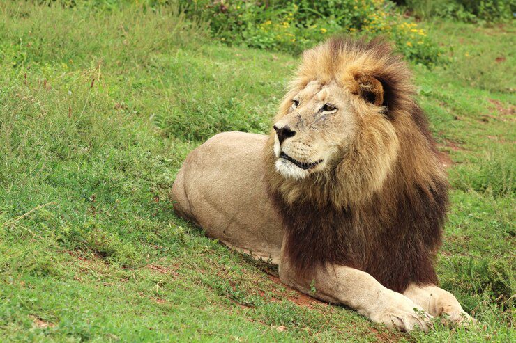 5 Important Tips for Grooming Your Pet Lion 3