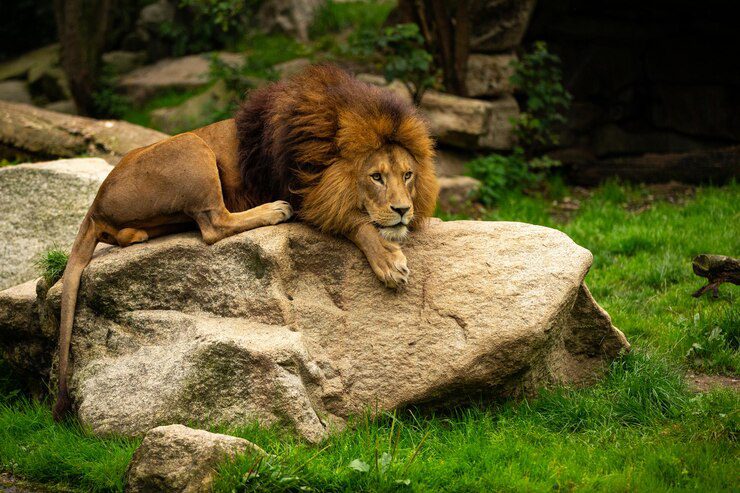 5 Essential Pet Lion Safety Tips for Owners