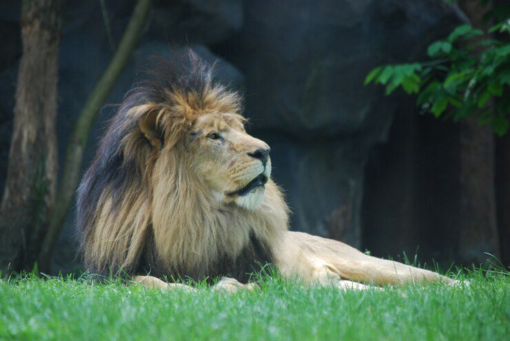 5 Essential Pet Lion Safety Tips 2