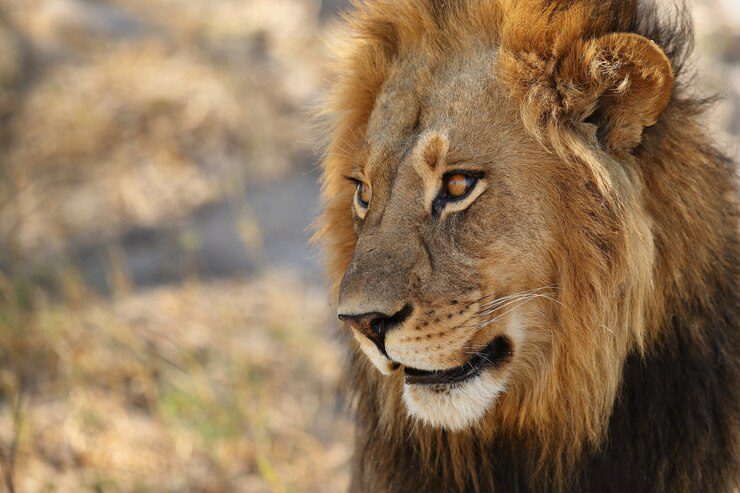 5 Essential Pet Lion Safety Tips 4