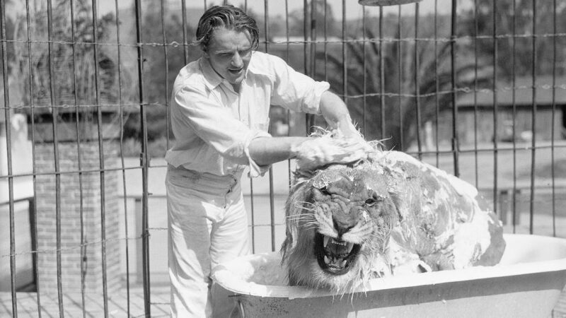 Bathing Your Pet Lion 2