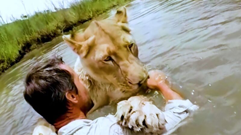Bathing Your Pet Lion 3