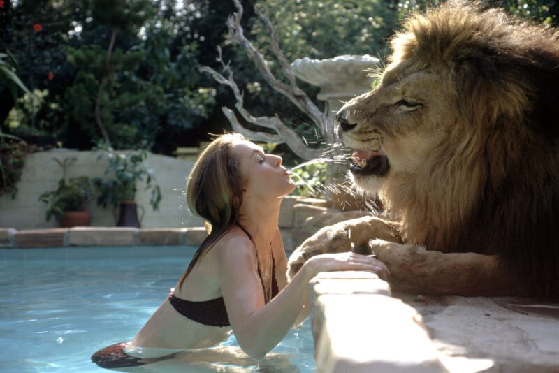 5 Surprising Benefits of Living with a Pet Lion