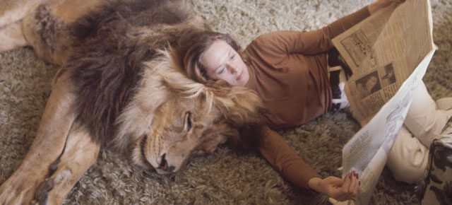 Benefits of Living with a Pet Lion 2