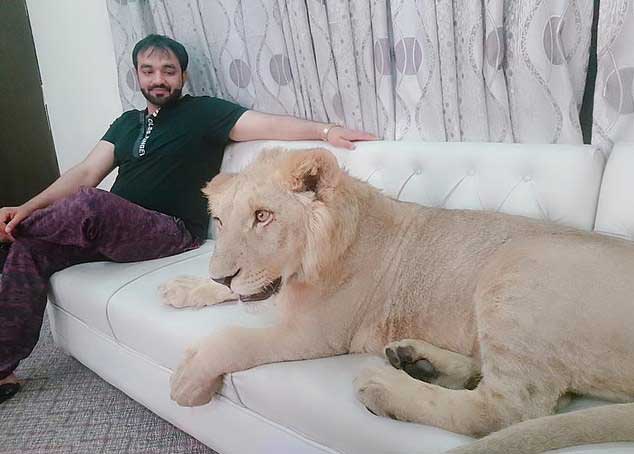 Benefits of Living with a Pet Lion 4