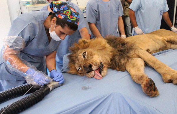 DIY Pet Lion Dental Care 2
