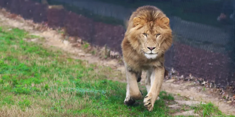Pet Lion Outdoor Habitat: The Importance of Natural Elements