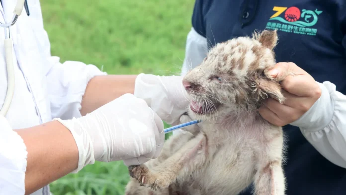 Debunking Myths About Pet Lion Vaccination 1