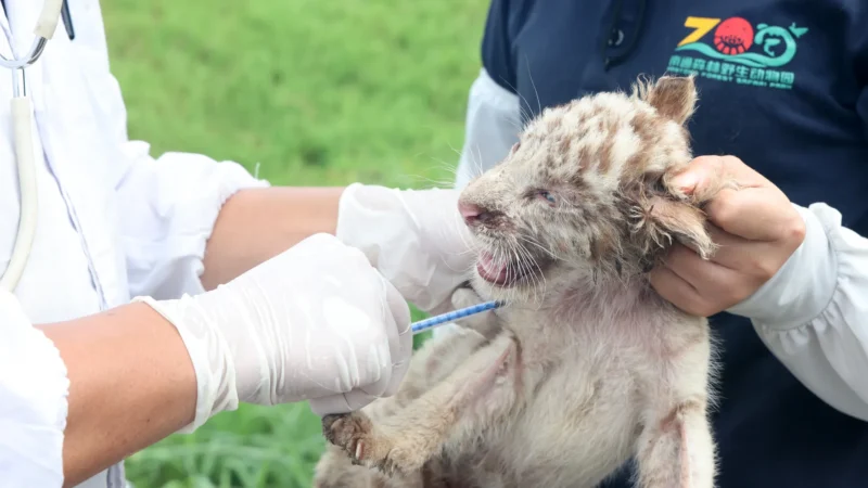 Debunking Myths About Pet Lion Vaccination