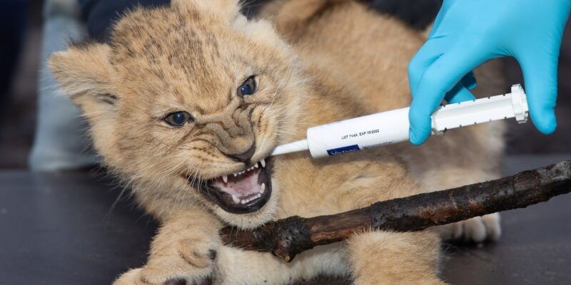 Debunking Myths About Pet Lion Vaccination 2