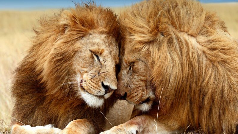 The Art of Nonverbal Pet Lion Communication: What Your Exotic Companion is Trying to Tell You