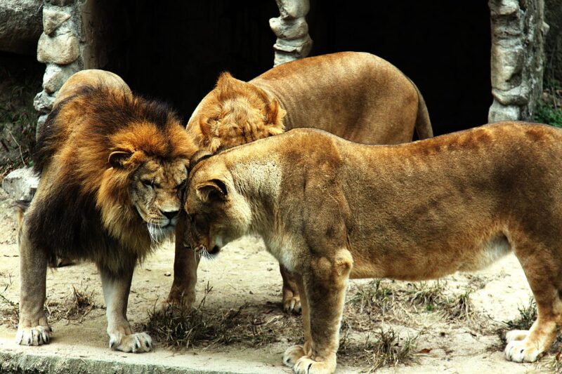 the-art-of-nonverbal-pet-lion-communication 3