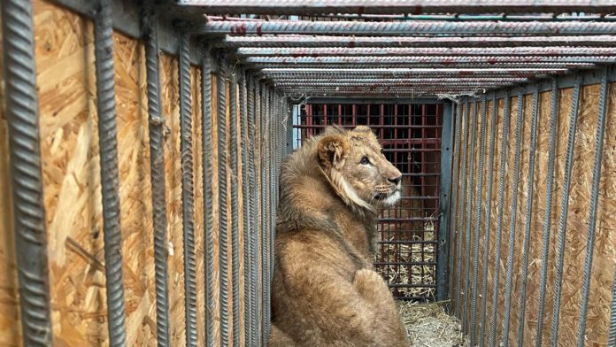 Security Measures for Pet Lion Housing 1