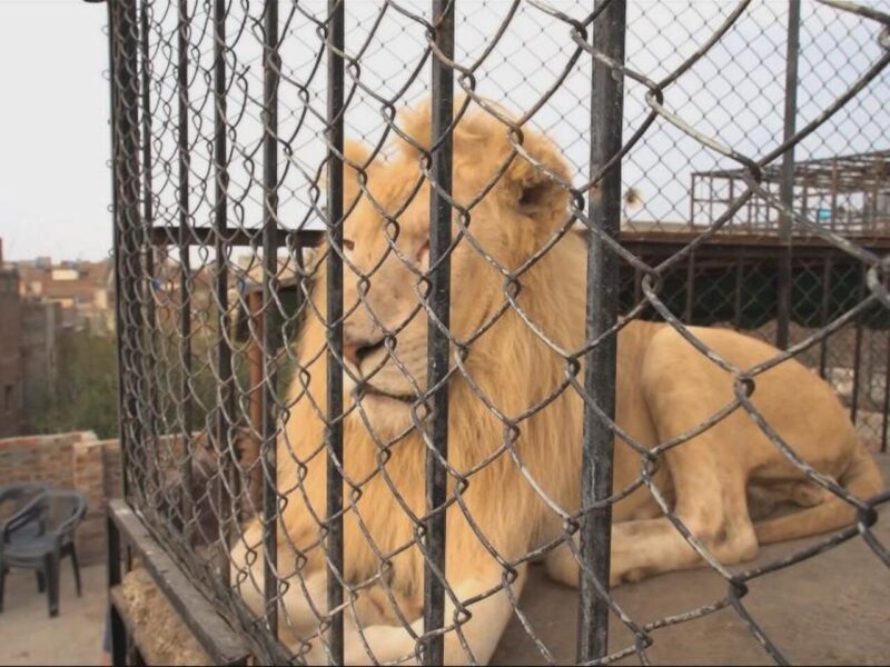 Security Measures for Pet Lion Housing 2