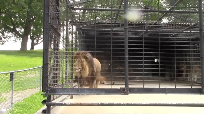 Security Measures for Pet Lion Housing 4